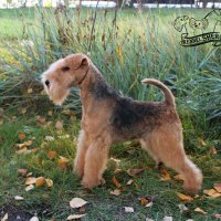 SHER BERRY - SHER BERRY International Champion, Junior World Winner-2016, Junior Champion of Russia, National Lakeland terrier Club, Champion of Russia, Latvia, Estonia, 2*RKF, 4*CACIB, RBIG, 2*BIG-4 Рожд. 23.05.2015 (о. Hi-Kel Terrrydale Just Daniel м. Rus Terrier Cardenal Lavanda For Sher) Владелец: Горбик Андрей (г. Москва)